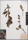 Foto von Salix cinerea L.